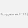 Methylcytosine Dioxygenase TET1 (TET1) Antibody